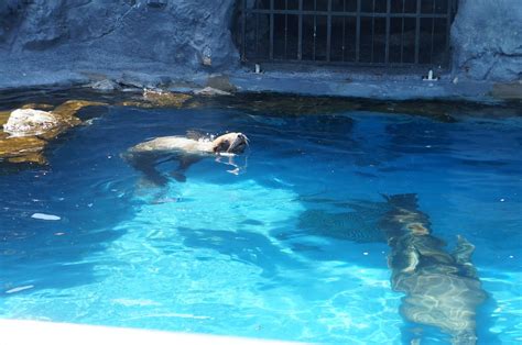 Evan and Lauren's Cool Blog: 8/16/15: Mystic Aquarium Beluga Whales and ...