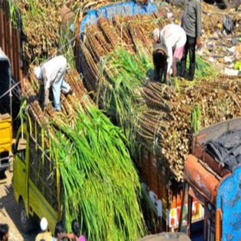 Odisha Acsil Increases Sugarcane Price To Rs 3500 Per Tonne Chinimandi