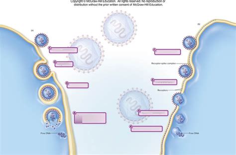 Microbiology Chapter 5 Viral Structure And Multiplication Diagram Quizlet