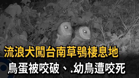 流浪犬闖台南草鴞棲息地 1幼鳥3蛋遭攻擊死亡－民視新聞 Youtube