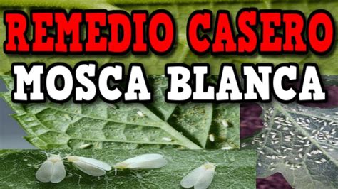 C Mo Quitar La Mosca Blanca De Las Plantas Con Vinagre