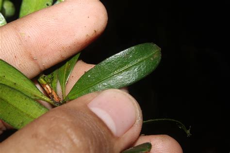 Podocarpus Podocarpaceae Image At Phytoimages Siu Edu