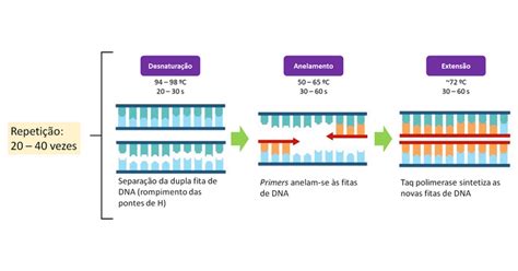 Rea O Em Cadeia Da Polimerase Pcr Mind Map