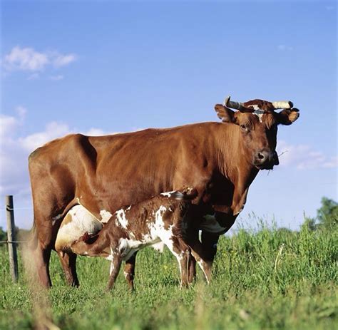 I'm drawn to you like a calf to an udder | Dairy cattle, Cow, Cattle