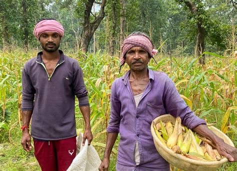 छत्तीसगढ़ मक्के की खेती से आर्थिक रूप से सशक्त हुआ सालिक राम ध्रुव का