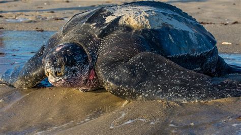 Pound Leatherback Turtle Spotted In Florida Wtsp