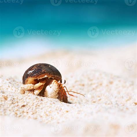 Einsiedlerkrebs Am Strand 1184856 Stock Photo Bei Vecteezy