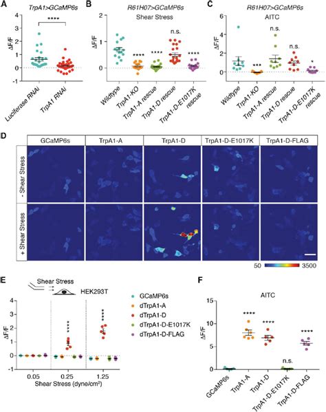 Transient Receptor Potential A1 TrpA1 Mediates Shear Stress Responses