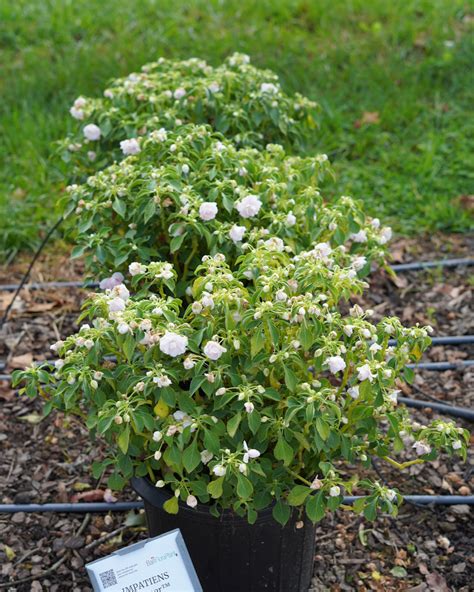 Impatiens Glimmer Appleblossom Truck Crops Trial Garden