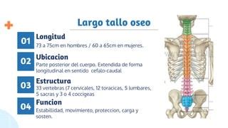 Todo Sobre La Columna Vertebral Y Artrobiologia Ppt