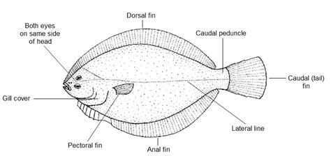 Fish Diagram | Quizlet