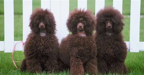 Que Idade Os Poodles Mudam De Cor Poodles Filhotes De Poodle