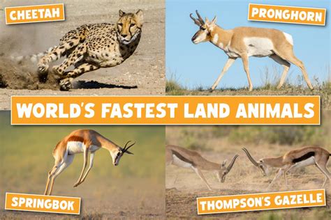 The Fastest Land Animals In The World: List, Pictures & Facts