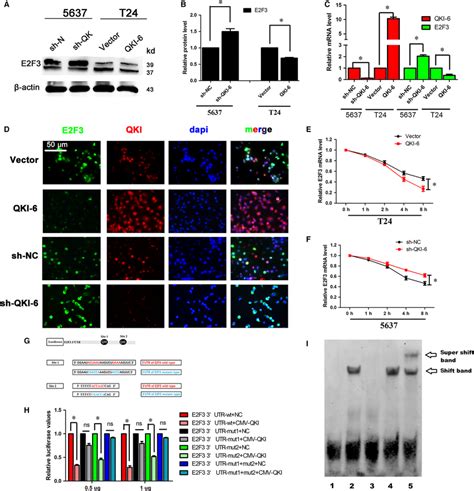 Quaking Homologue Qki Regulates E Transcription Factor E F