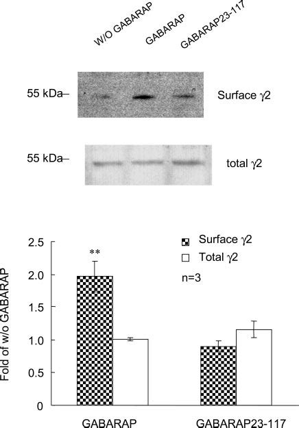 Gabarap Increased The Cell Surface Expression Of Gaba A Receptor