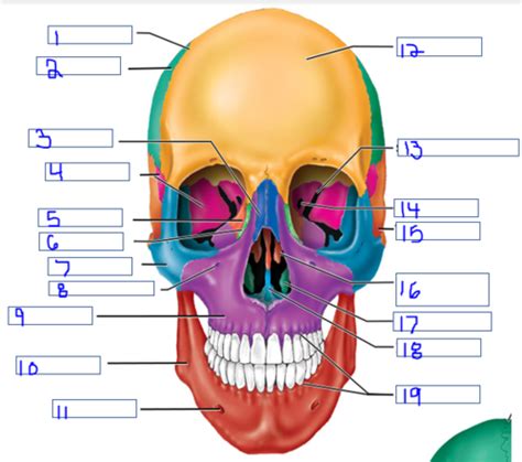 Skull Anatomy Flashcards Quizlet