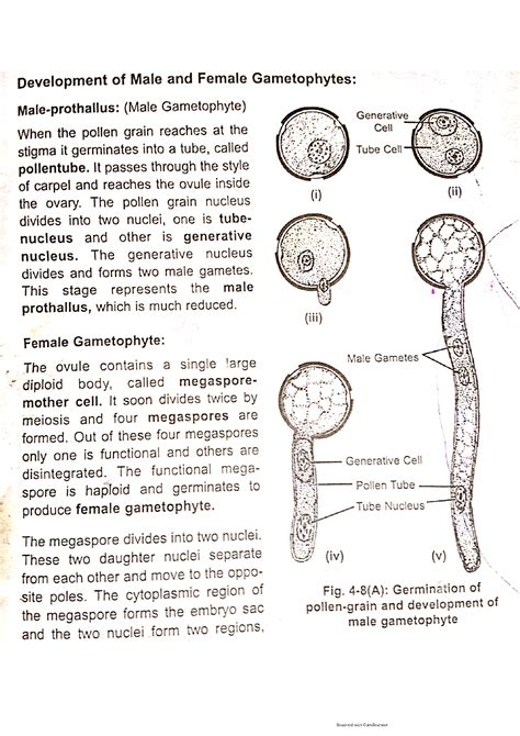 Solution Describe The Sexual Stage Development Of Male And Female Gametophyte Of Angiosperm