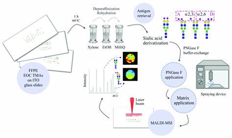 Schematic Representation Of The Analytical Workflow Used In This Study