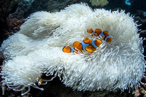 Nemo clownfish in bleached anenome during coral bleaching event Stock ...