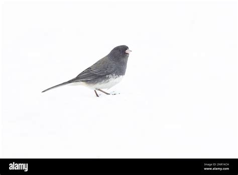 dark-eyed junco (Junco hyemalis) in winter Stock Photo - Alamy