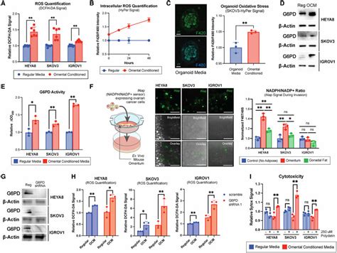 G6pd Inhibition Sensitizes Ovarian Cancer Cells To The Increased