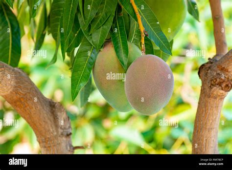 Tropical Mango Tree With Big Ripe Mango Fruits Growing In Orchard On