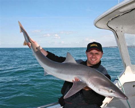 What Is a Tope Shark and How to Catch One | BadAngling