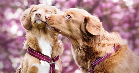 Cane Maschio Quando Diventa Fertile Cosa Sapere