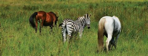 Zebra vs Horse — What Are The Differences?