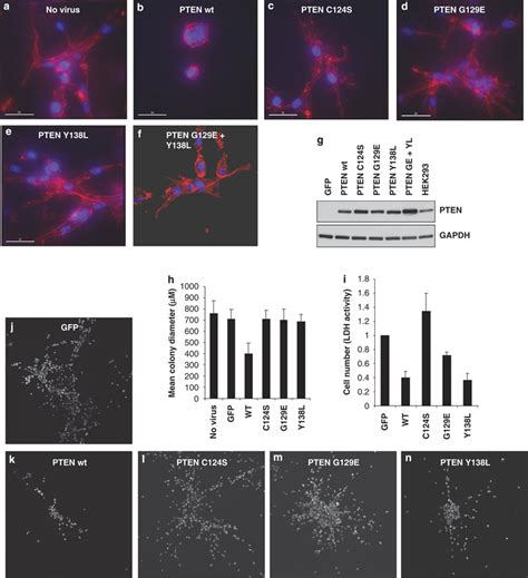 The Effects Of Pten Re Expression On U87mg Cell Proliferation And