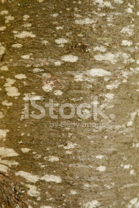 Eastern White Pine Tree Bark Stock Photo | Royalty-Free | FreeImages