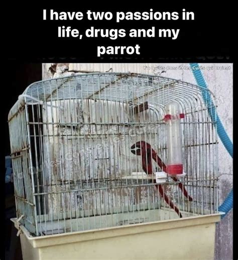 I Immediately Felt In Love And I Like The Parrot Too 9GAG