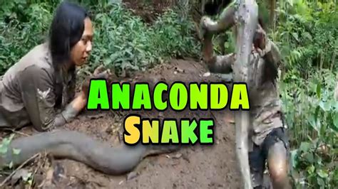 Anaconda Snake 🐍🐍🐍😱😱😱😱 Youtube