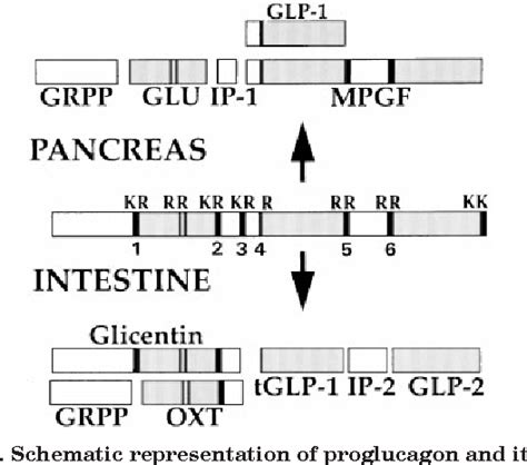 Figure 1 From Role Of The Prohormone Convertase PC3 In The Processing