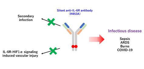 New targeted treatment calms cytokine storm | Mirage News