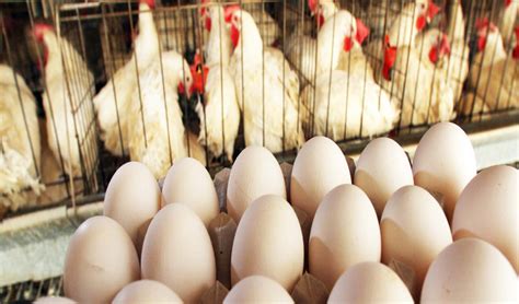 Chicken Meat And Egg Prices Soar Across Punjab