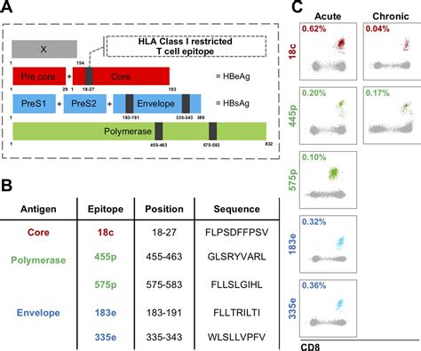 Phenotype And Function Of Hbv Specific T Cells Is Determined By The