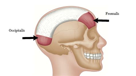 How To Find Trigger Points - Occipitalis (for Tension Headache) - YouTube