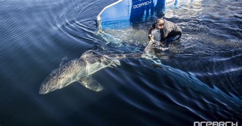 Great White Shark Miss Costa Pings In Gulf Of Mexico Near Panhandle