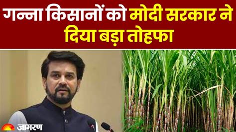 Sugarcane Farmer मोदी सरकार ने 5 करोड़ गन्ना किसानों को दिया तोहफा Frp में हुई बढ़ोतरी