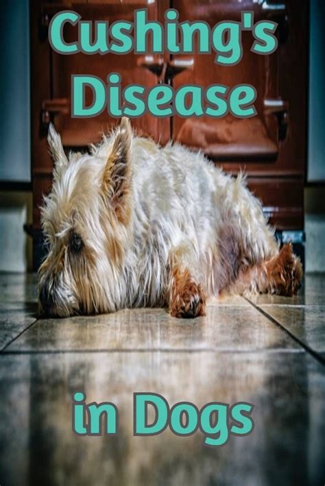 Please Like Comment Share Cushing´s Disease In Dogs How To