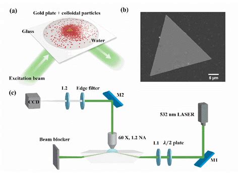 A Schematic Illustration Of The Assembly Of Colloidal Particles On Download Scientific