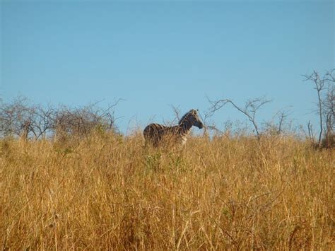 德班 南非birdie And Buck Golf And Safari 旅遊景點評論 Tripadvisor