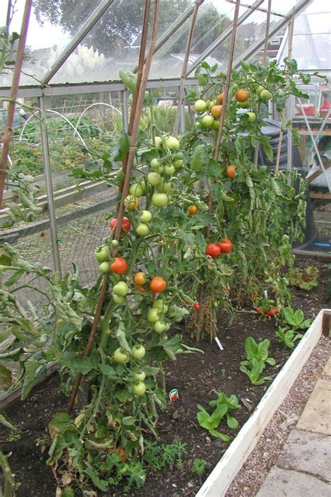 Best Tomatoes For Greenhouse Growing Allotment Gardens