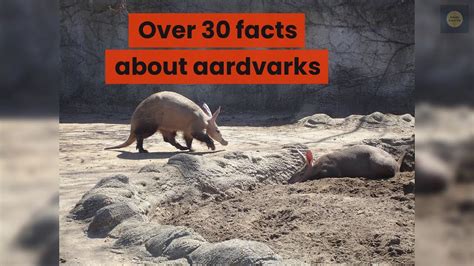 Over 30 Facts About Aardvarks Aardvark Facts Youtube