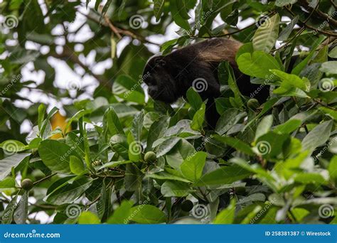 Howler Monkey on a Tree, Eating Fruit and Looking Aside, Quepos, Costa ...