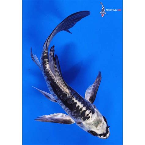 6” Kikokuryu Butterfly Koi | Koi Fish For Sale