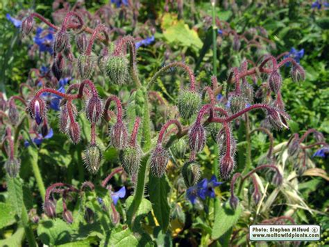 Borago Officinalis Common Borage MaltaWildPlants The Online