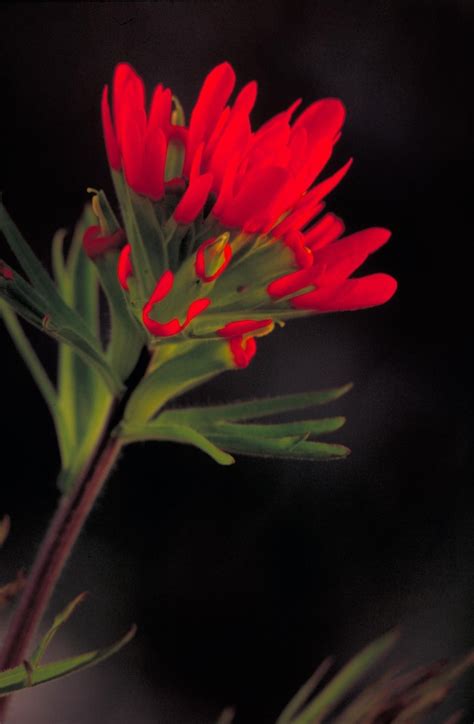 Free picture: Indian, paintbrush, red flower