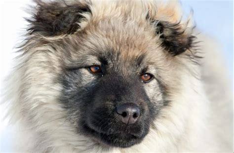 Georgian Shepherd Puppies